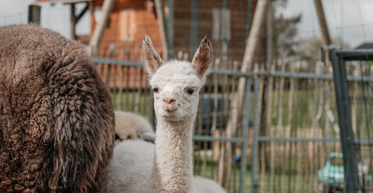 Wei&szlig;es Alpaka der Niedergerner Alpakaranch, &copy; Inn-Salzach Tourismus