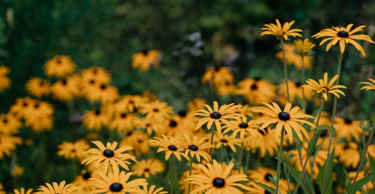 Blumen, © Tourimusverband Inn-Salzach