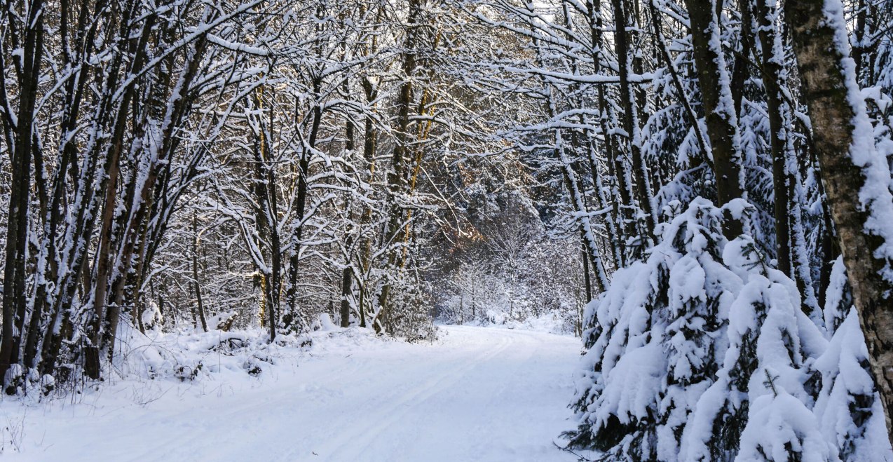 Loipe im Wald, &copy; Inn-Salzach Tourismus