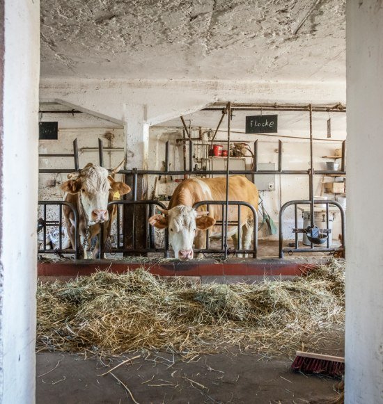 Kuh auf dem Bauernhof, © Inn-Salzach Tourismus