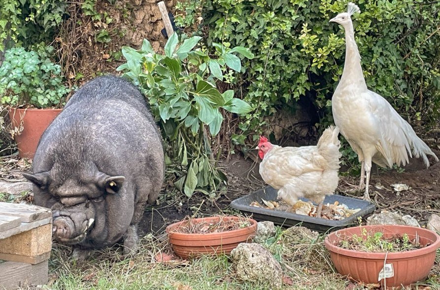 Schwein und Huhn, &copy; Schacherbauerhof