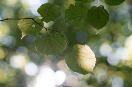 Bl&auml;tter im Wald, &copy; Inn-Salzach Tourismus