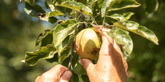 Apfel ernten vom Baum, &copy; Inn-Salzach Tourismus