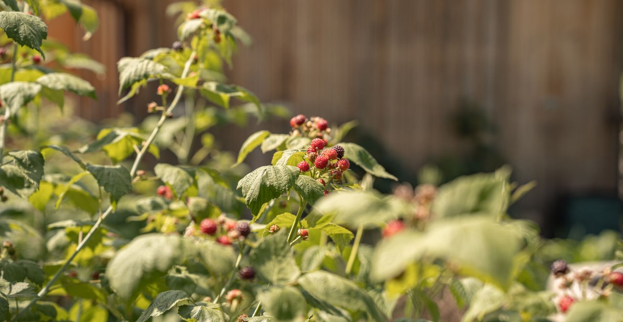 Wildkr&auml;uterwanderung in Waldkraiburg, &copy; Tourismusverband Inn-Salzach