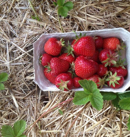 Erdbeerschale auf Stroh, &copy; Inn-Salzach Tourismus