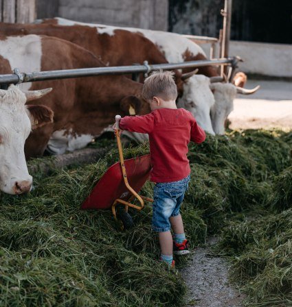 Junge füttert Kühe mit Gras, © Inn-Salzach Tourismus