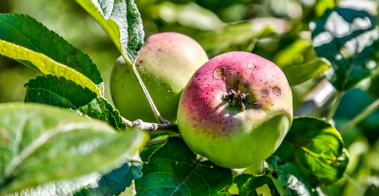 Apfel am Baum, © Inn-Salzach Tourismus