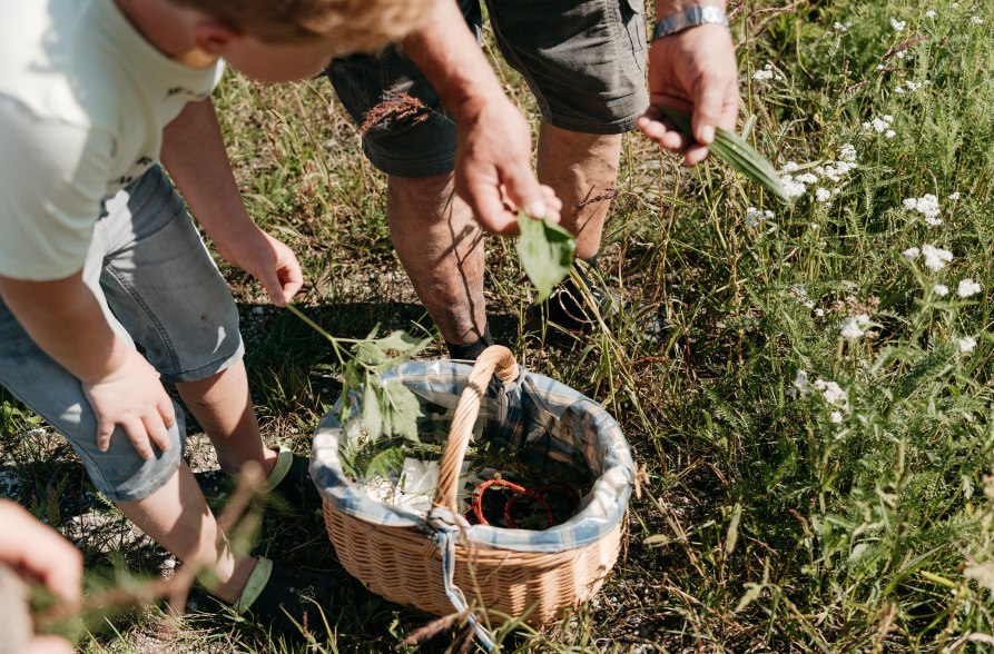 Kr&auml;uter in Korb sammeln, &copy; Inn-Salzach Tourismus