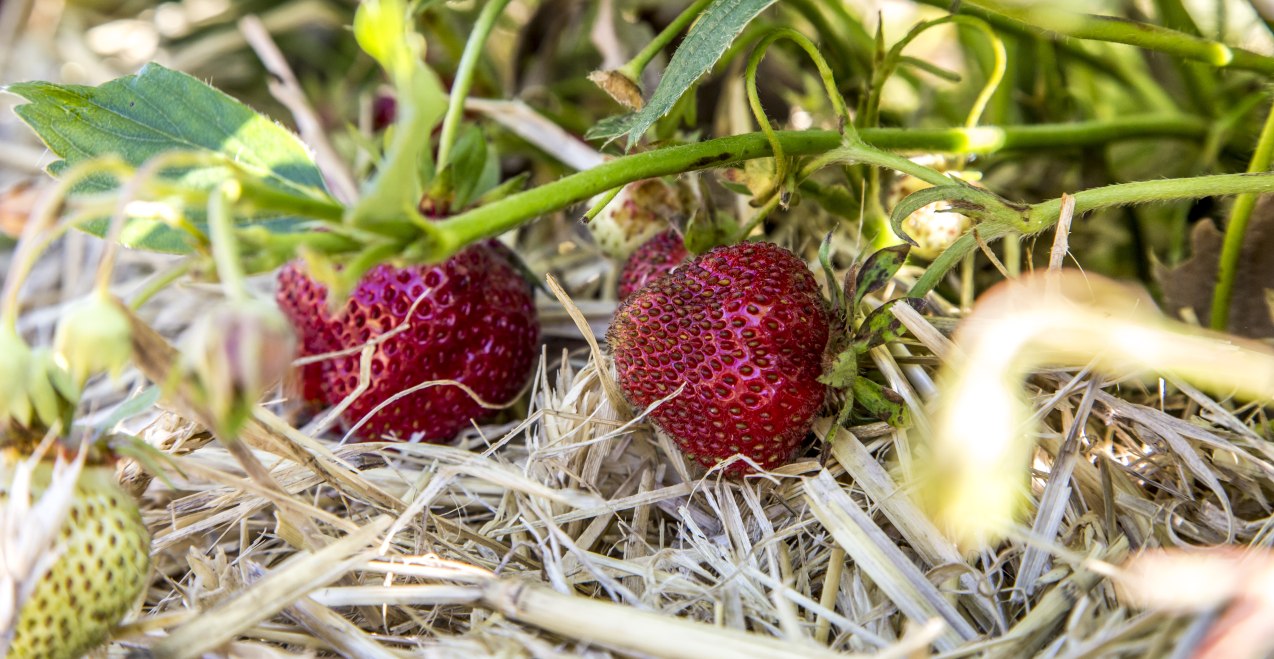 Erdbeeren auf dem Erdbeerfeld, © Inn-Salzach Tourismus