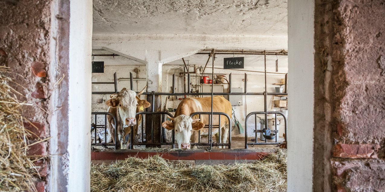 Kuh auf dem Bauernhof, &copy; Inn-Salzach Tourismus
