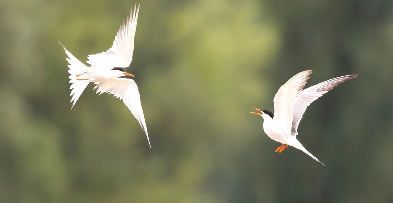 Flussseeschwalben, &copy; Stefan Schmidt