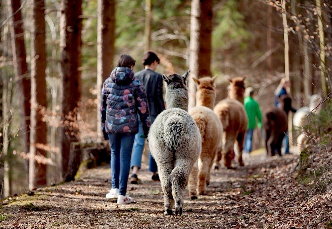 Alpakawanderung durch den Wald, © Bayernland Alpakas