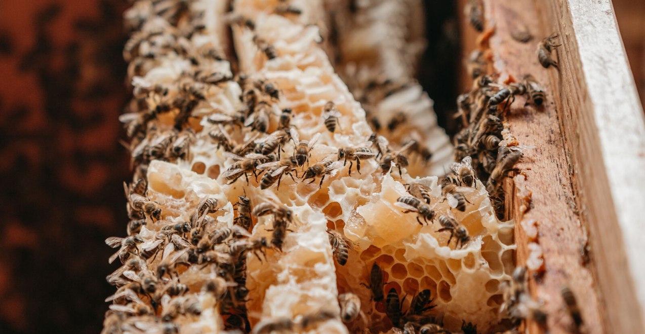Bienen und Honigwaben, © Inn-Salzach Tourismus