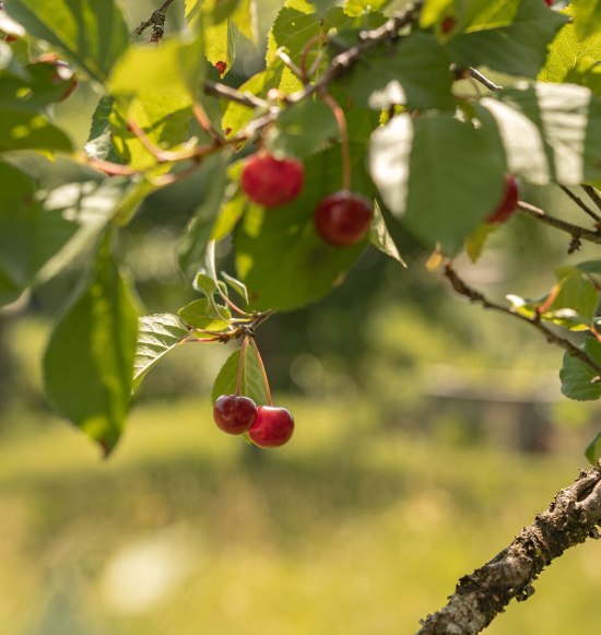 Obstwanderung in Waldkraiburg, &copy; Tourismusverband Inn-Salzach