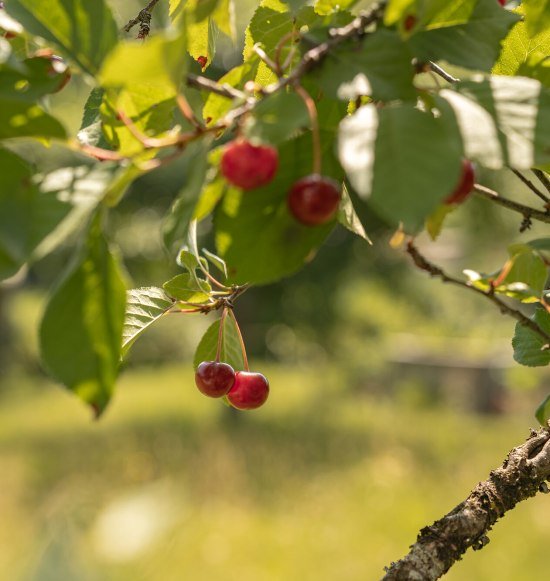 Obstwanderung in Waldkraiburg, &copy; Tourismusverband Inn-Salzach