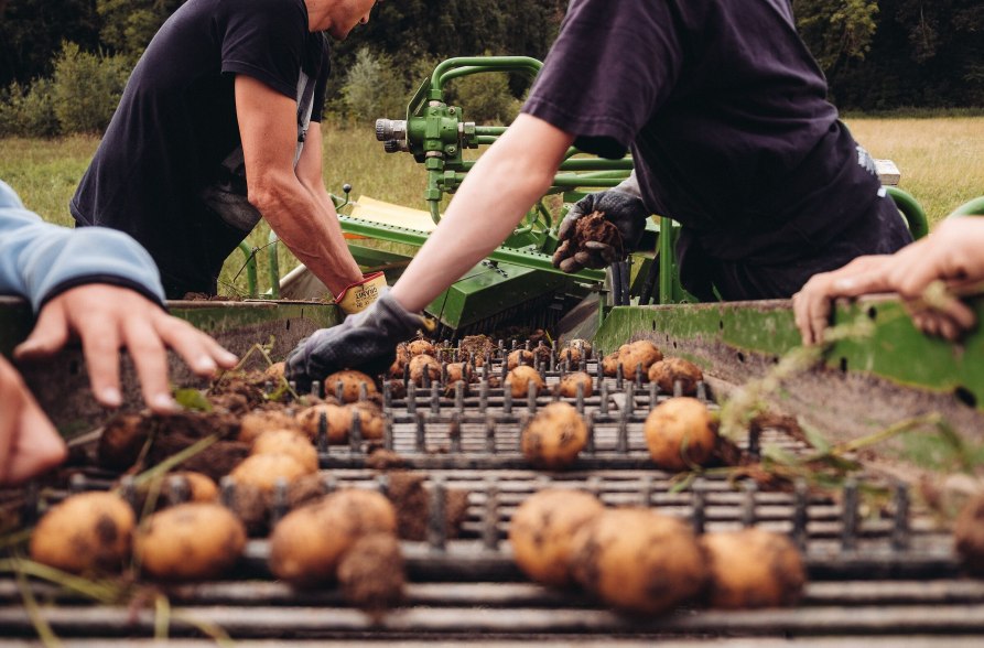 Kartoffelernte, © Biohof Pürten