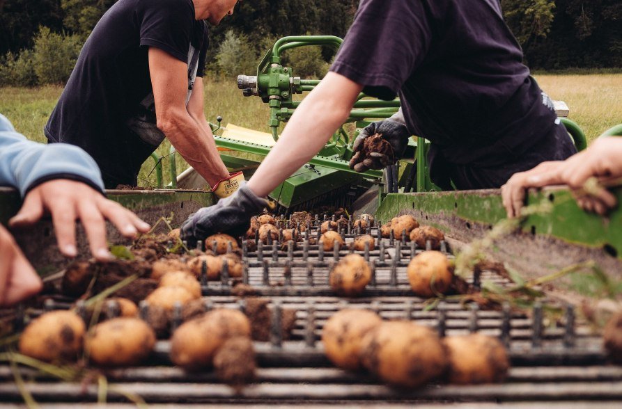 Kartoffelernte, © Biohof Pürten
