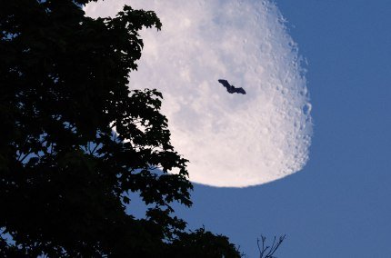Bat-Night in Ering am Inn, © Pixabay Free