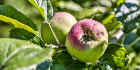Apfelbaum, © Inn-Salzach Tourismus