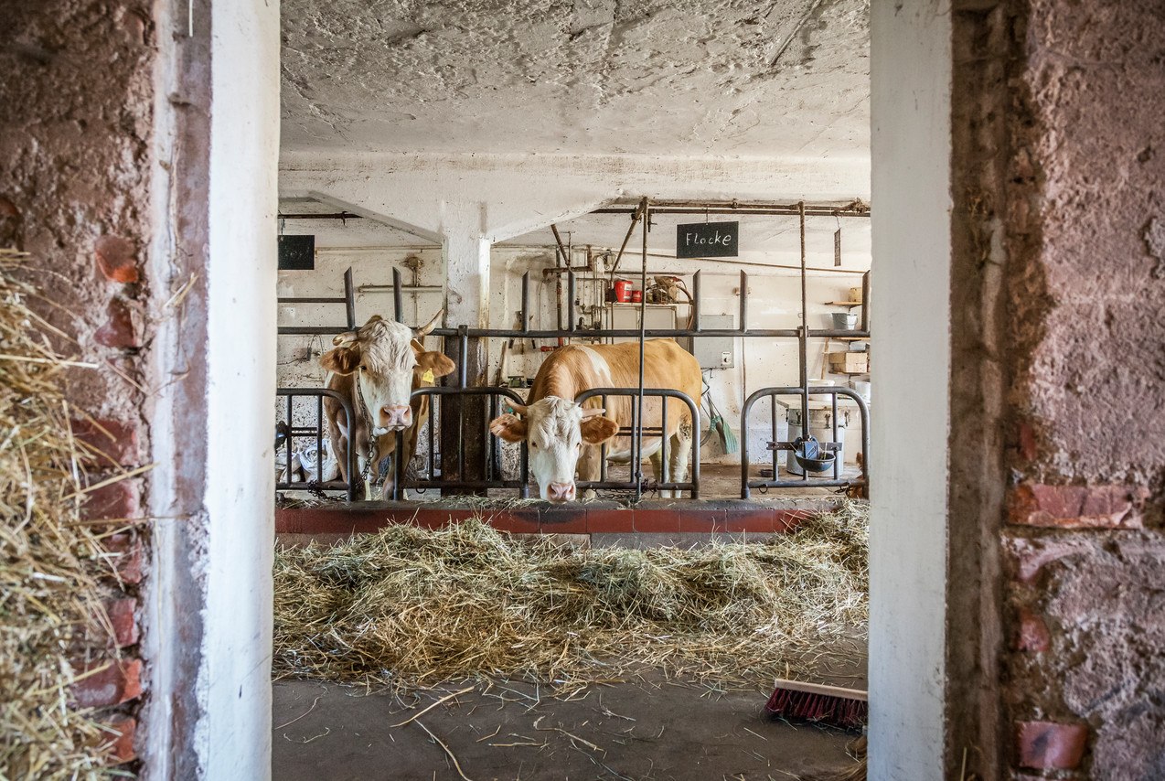 Kuh auf dem Bauernhof, © Inn-Salzach Tourismus