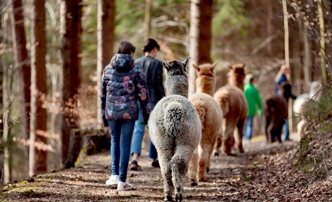 Alpakas bei einer Alpakawanderung im Wald, © Inn-Salzach