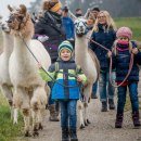 Wandern mit Lamas, © Lama-Oase