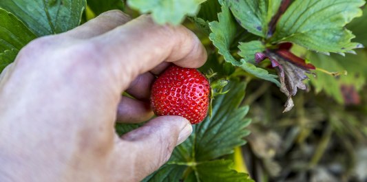 Beeren Hausner Burgkirchen a. d. Alz, Erdbeeren, © Inn-Salzach Tourismus