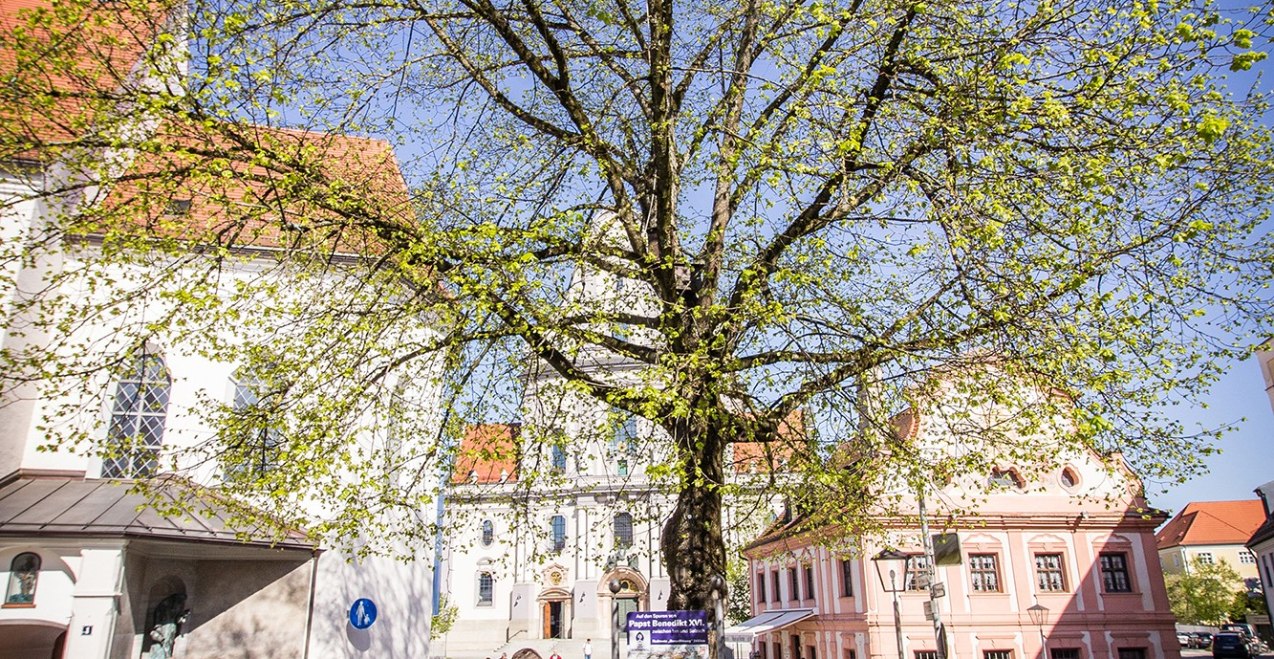 Papstlinde Alt&ouml;tting, &copy; Alexander Franke