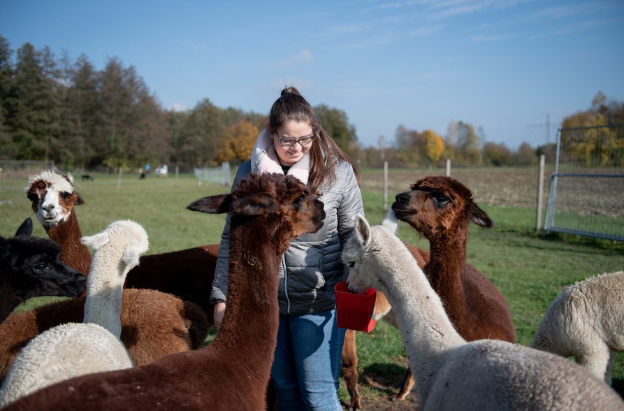 Alpakas werden gefüttert, © Inn-Salzach Tourismus