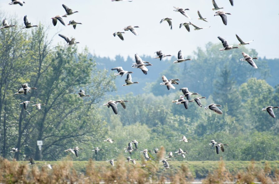 G&auml;nseflug im Europareservat "Unterer Inn", &copy; Isolde Ulbig