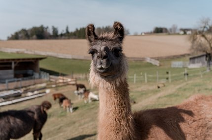 Lama auf der Weide, &copy; Inn-Salzach Tourismus