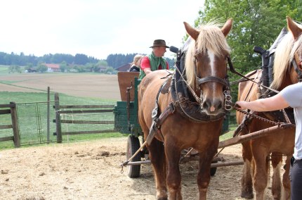 Pferdekutsche, &copy; Inn-Salzach Tourismus