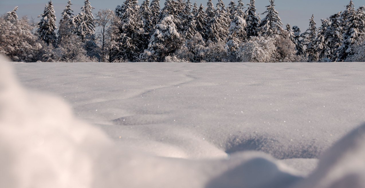 Winterlicher Wald im Schnee, © Inn-Salzach Tourismus