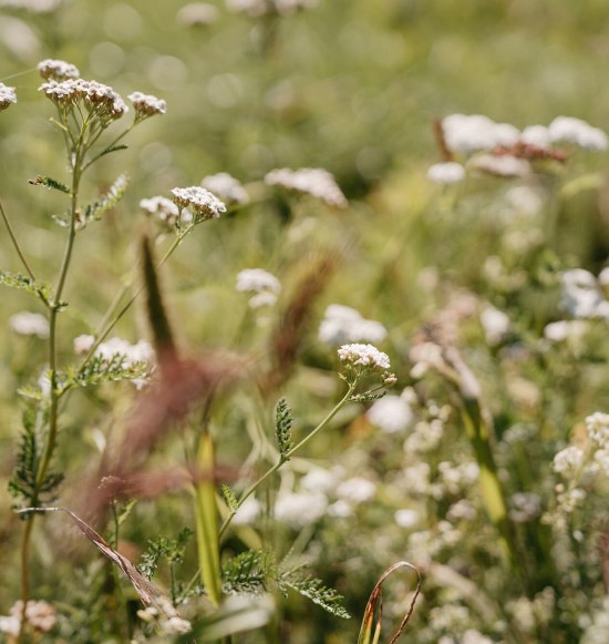 Heilkr&auml;uterwanderung in Waldkraiburg, &copy; Tourismusverband Inn-Salzach