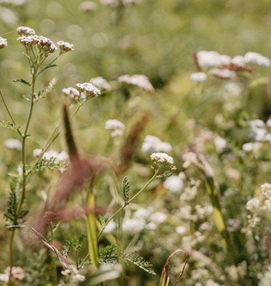 Heilkr&auml;uterwanderung in Waldkraiburg, &copy; Tourismusverband Inn-Salzach