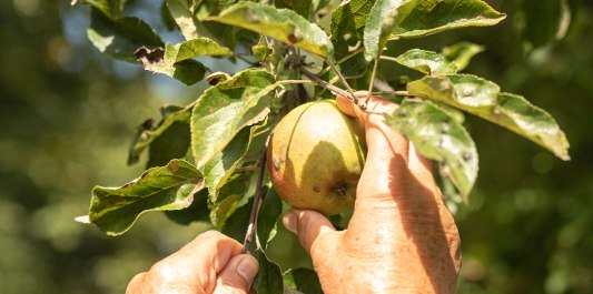 Apfel ernten vom Baum, © Inn-Salzach Tourismus