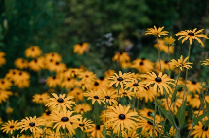 Blumen, © Tourismusverband Inn-Salzach