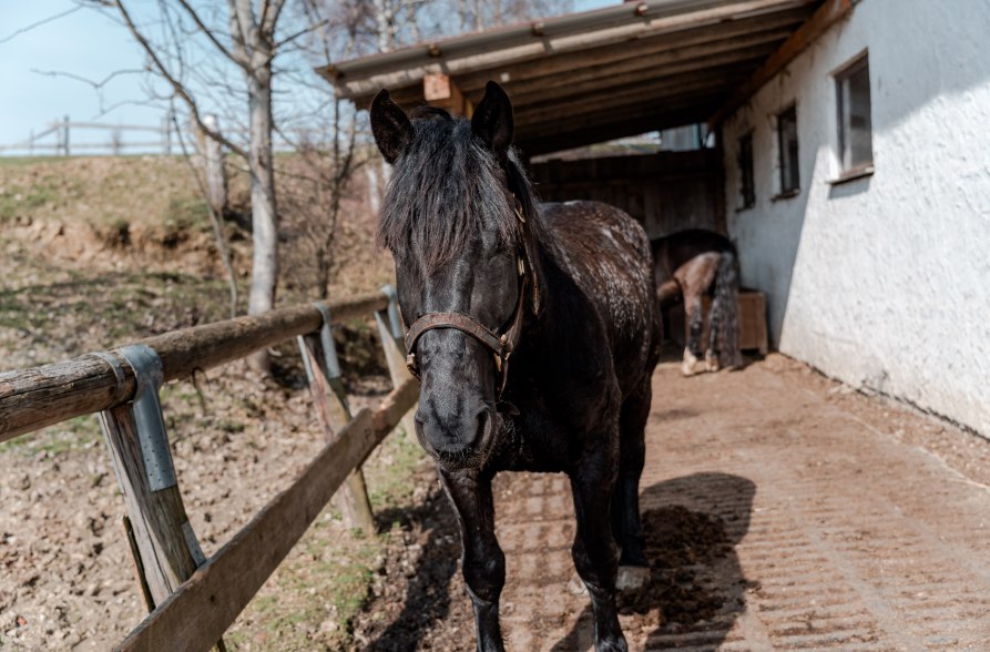 Noriker Pferd Lama-Oase Erlbach, &copy; Tourismusverband Inn-Salzach