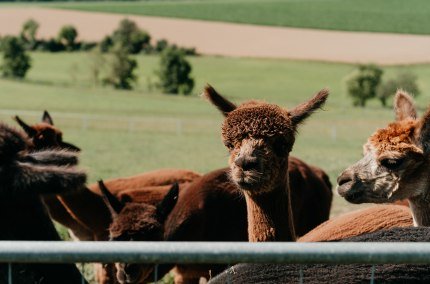 Alpaka auf dem Erlebnisbauernhof Hennetsberg, © Inn-Salzach Tourismus