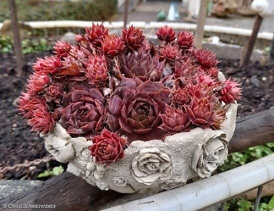 Knetbeton Schale, &copy; Kasterl Kunterbunt