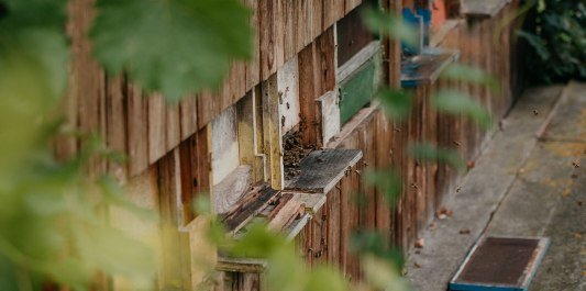 Bienenkästen Imkerlehrpfad Marktl, © Inn-Salzach Tourismus