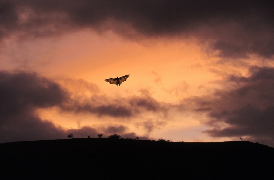 Natur erleben im Naturium a. Inn, &copy; Pixabay free