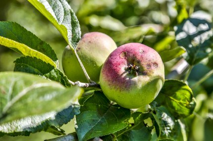 Apfelbaum, © Inn-Salzach Tourismus