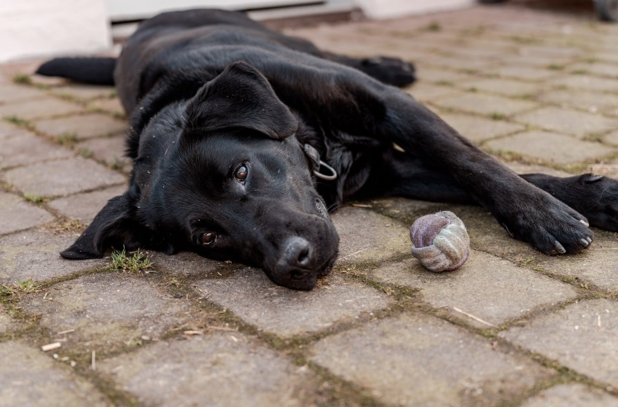 Hund in der Lama-Oase Erlbach, &copy; Tourismusverband Inn-Salzach