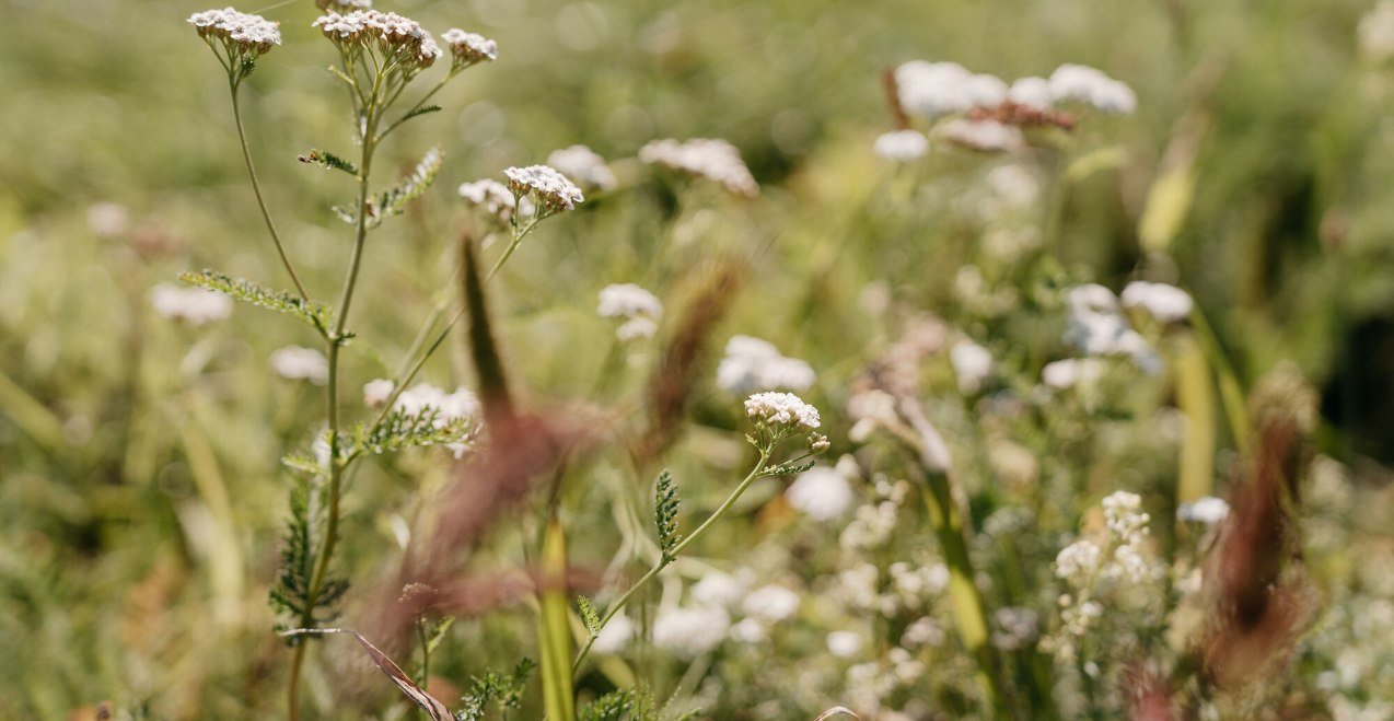 Heilkr&auml;uterwanderung in Waldkraiburg, &copy; Tourismusverband Inn-Salzach