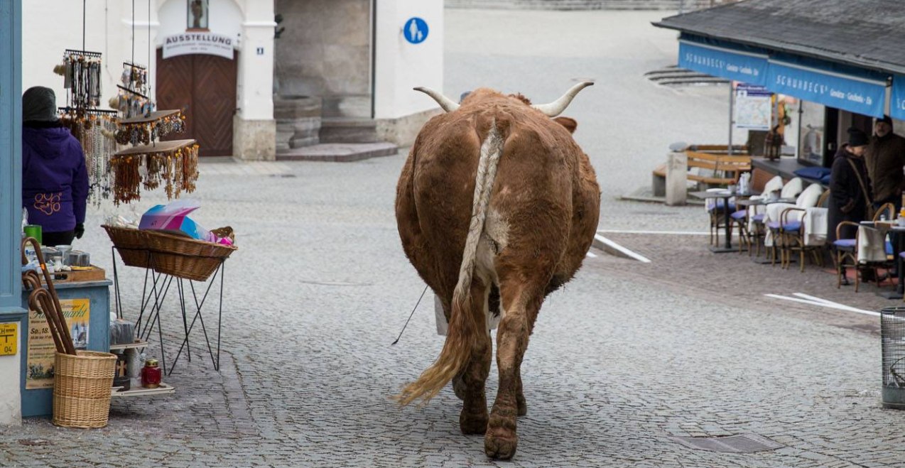 Tier bei der Altöttinger Bauernwallfahrt, © Alexander Jaschke