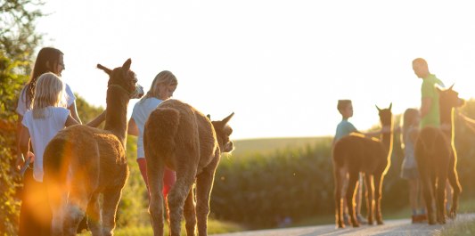 Alpakas bei einer Wanderung mit Familie, © Inn-Salzach Tourismus