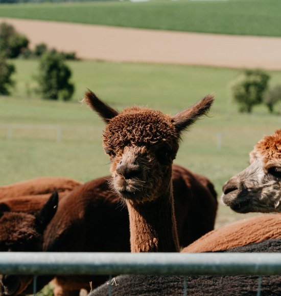 Alpaka auf dem Erlebnisbauernhof Hennetsberg, &copy; Inn-Salzach Tourismus