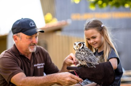 Falknerei besuchen, &copy; Inn-Salzach Tourismus