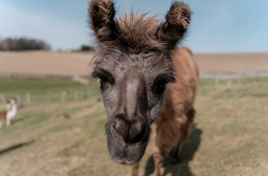 Lama auf der Weide, &copy; Tourismusverband Inn-Salzach